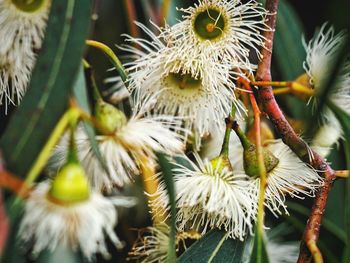 Close-up of flowers growing on branch