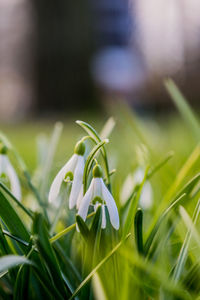 Close-up of white flowering plant