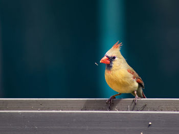 Close-up of bird perching on railing