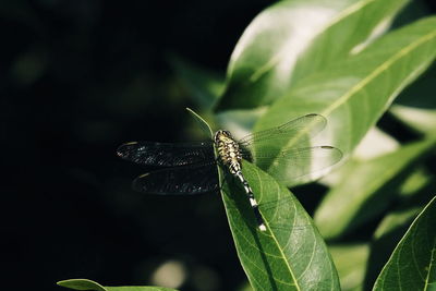 Close-up of butterfly on leaf