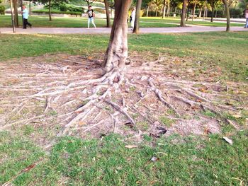 View of tree trunk