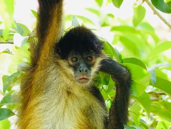 Close-up portrait of a monkey