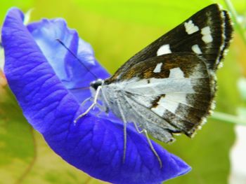 Close-up of butterfly on flower