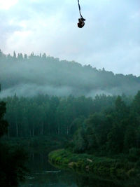 Trees in foggy weather