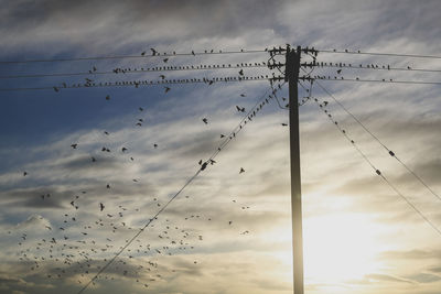 Low angle view of birds flying in sky