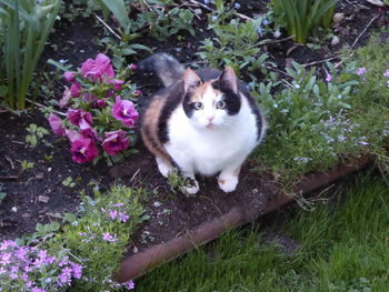 Portrait of cat sitting on grass