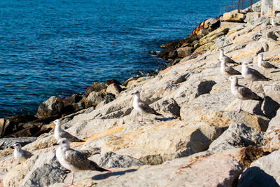 High angle view of rocks on beach