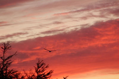 Low angle view of silhouette birds flying against orange sky