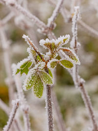 frost