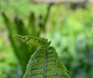 Close-up of green plant