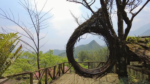 tree