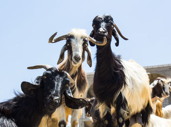 View of two horses against sky