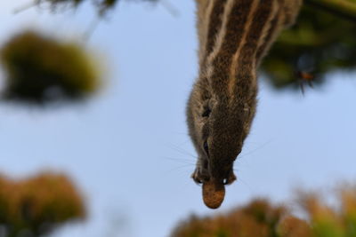 Close-up of horse against the sky