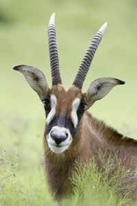 Portrait of giraffe on field