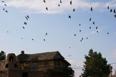 Low angle view of birds flying in sky