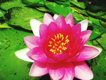 Close-up of pink water lily in lake