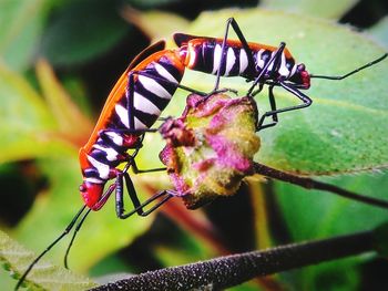 Close-up of butterfly on flower