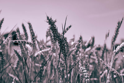 Close-up of stalks in field against sky