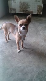 Portrait of dog standing on floor