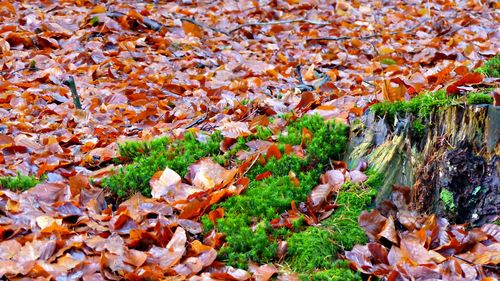 Close-up of autumn leaves on grass