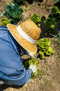 High angle view of person by vegetables