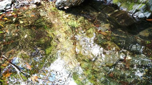 Reflection of trees in water