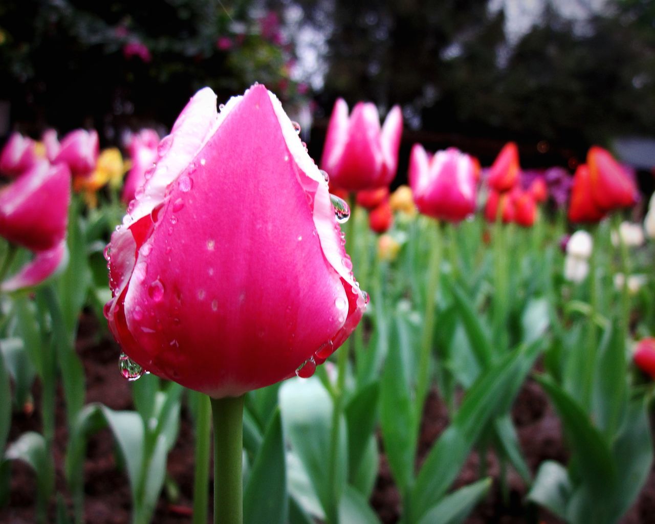 plant, flower, flowering plant, freshness, beauty in nature, tulip, growth, close-up, fragility, pink, petal, nature, inflorescence, flower head, red, focus on foreground, no people, springtime, day, outdoors, water, botany, drop, rose, blossom, plant part, leaf, selective focus, garden