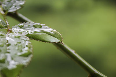 Close-up of insect on leaf