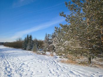 Trees on snow covered land against sky