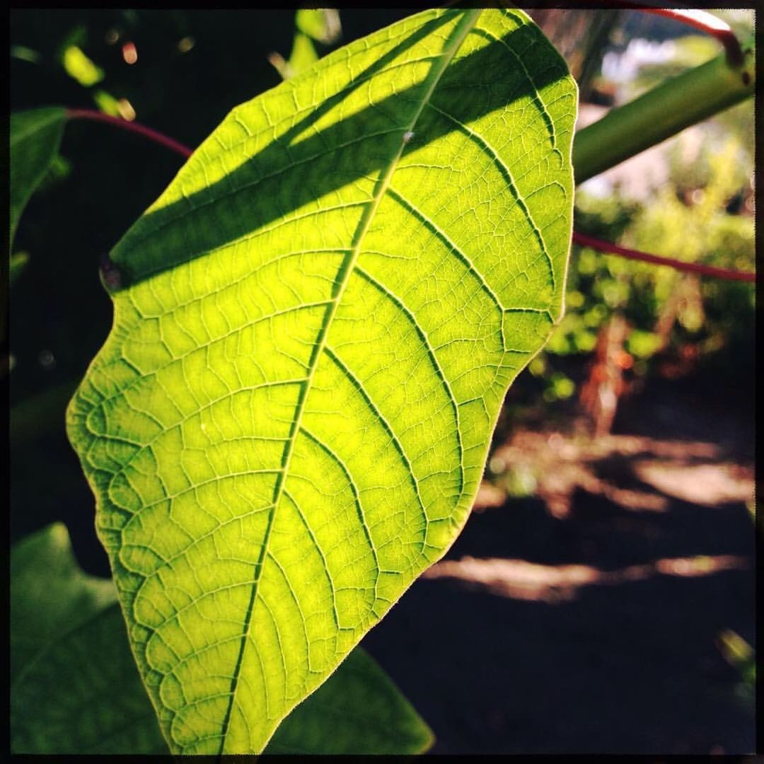 CLOSE-UP OF GREEN LEAF