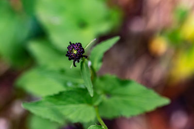 Flower in meadow