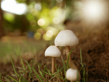 Close-up of mushroom growing on field