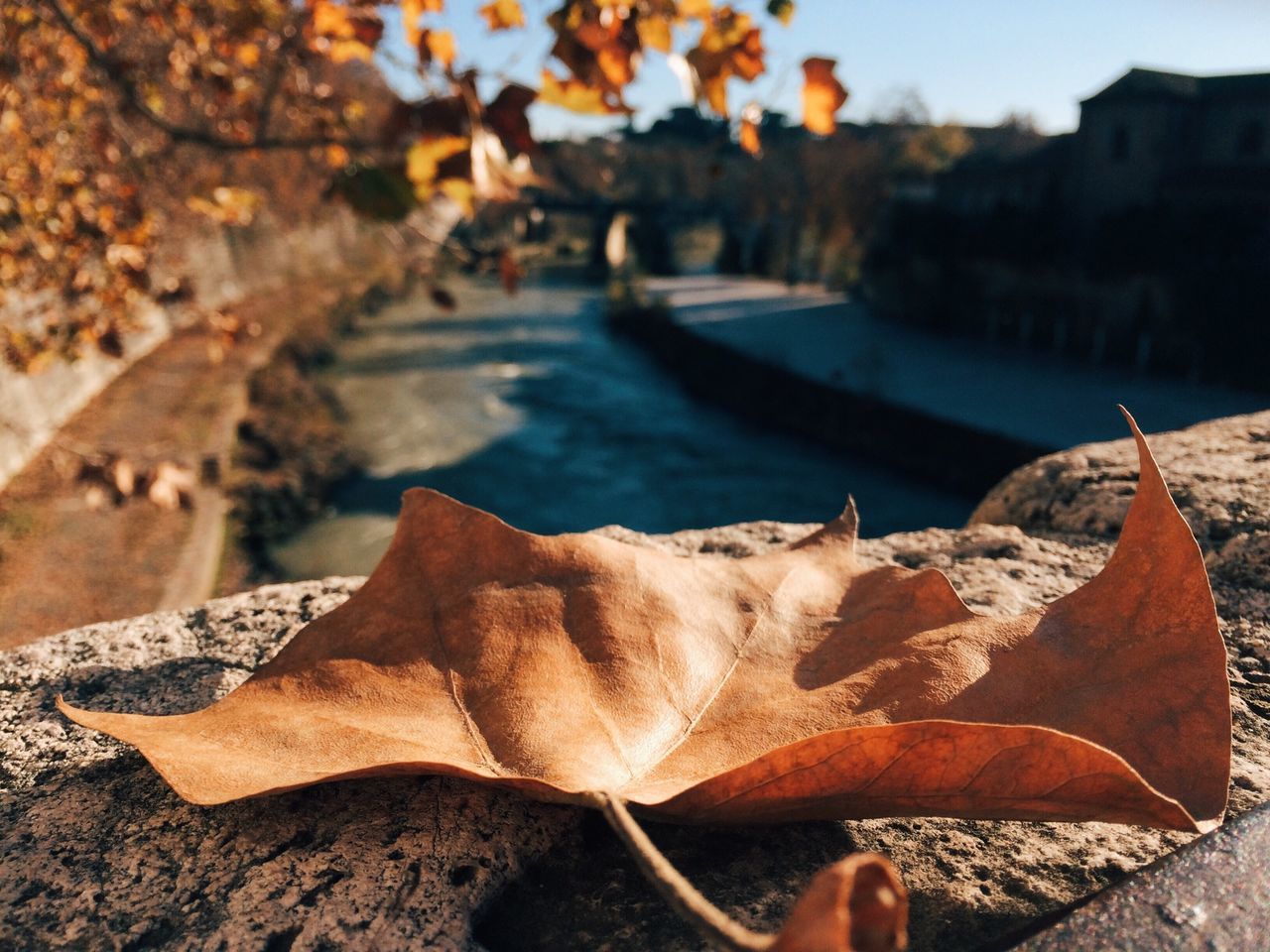 leaf, autumn, one animal, animal themes, change, dry, season, focus on foreground, nature, outdoors, close-up, day, street, leaves, domestic animals, one person, brown, water, pets, sunlight