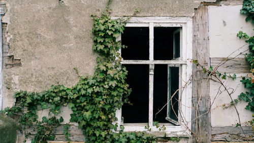 Ivy growing on old building