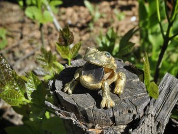 Close-up of lizard on rock