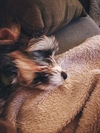 Close-up of dog relaxing on sofa at home