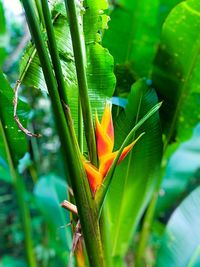 Close-up of flowering plant