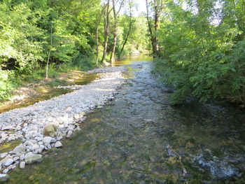 River flowing amidst trees in forest