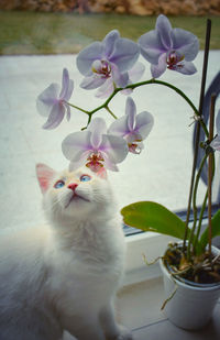 White cat with flowers