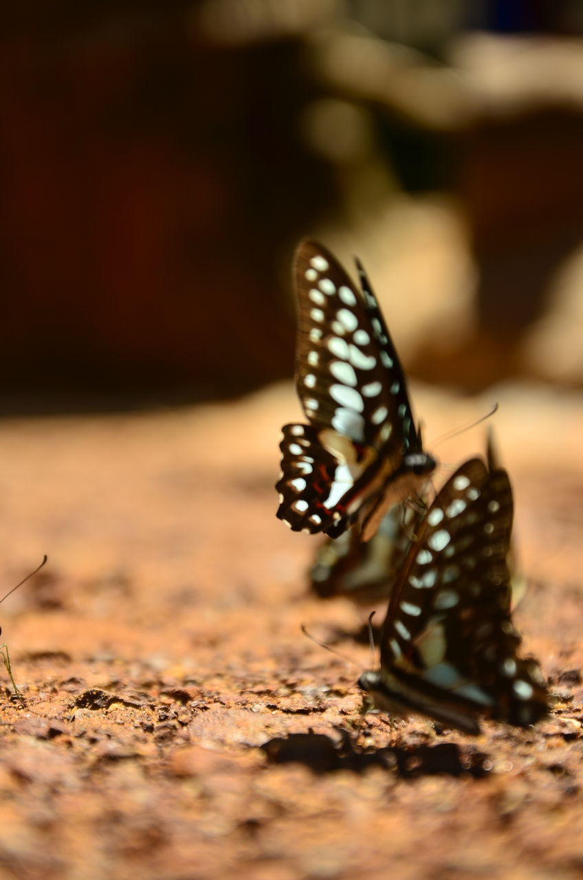 animal themes, animal, animal wildlife, butterfly, wildlife, one animal, insect, moths and butterflies, close-up, macro photography, nature, monarch butterfly, no people, animal body part, animal wing, beauty in nature, focus on foreground, selective focus, outdoors, day, plant, animal markings