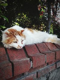 Cat relaxing on wall