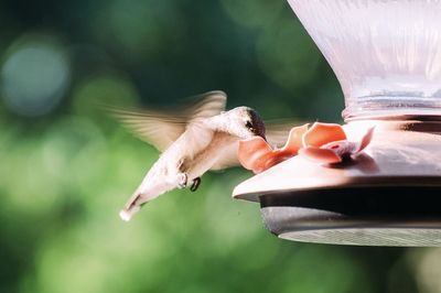 Close-up of bird feeding