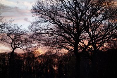 Bare trees against sky at sunset