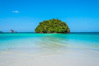 View of trees on beach