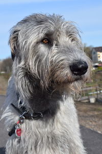 Close-up portrait of dog