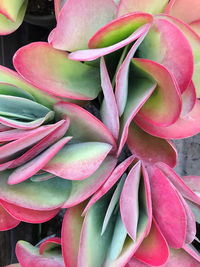 Close-up of succulent plant