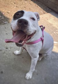 Close-up portrait of dog