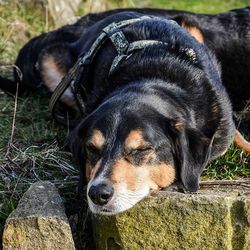 Close-up portrait of a dog