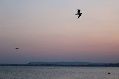 Bird flying over sea against sky