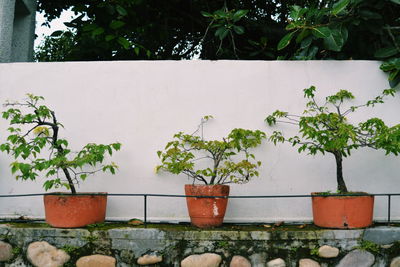 Potted plant against trees